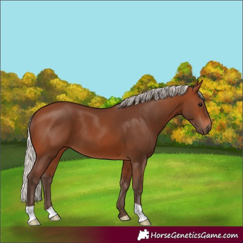 Horse Color:Silver Brown 