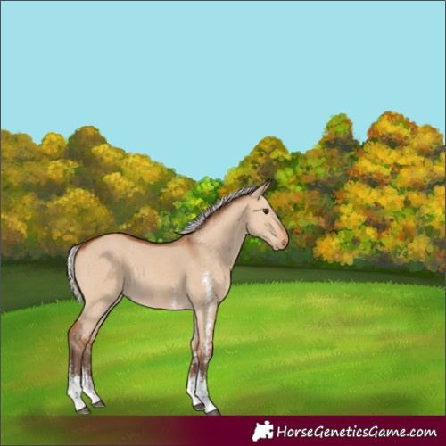 Horse Color:Silver Bay Dun Sabino Rabicano 