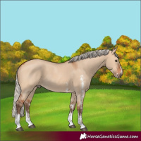 Horse Color:Silver Bay Dun Sabino Rabicano