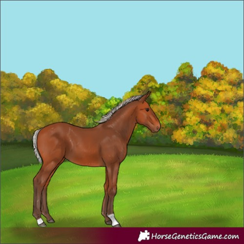 Horse Color:Silver Bay 