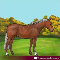 Horse Color:Silver Bay 