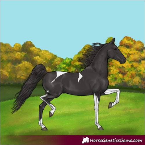Horse Color:Unknown 
