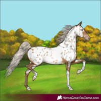 Horse Color:Gray Silver Sable Cream Champagne Tobiano Near Leopard 