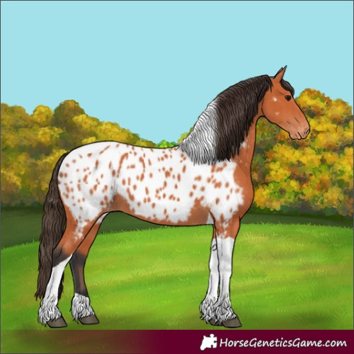 Horse Color:Bay Tobiano Appaloosa