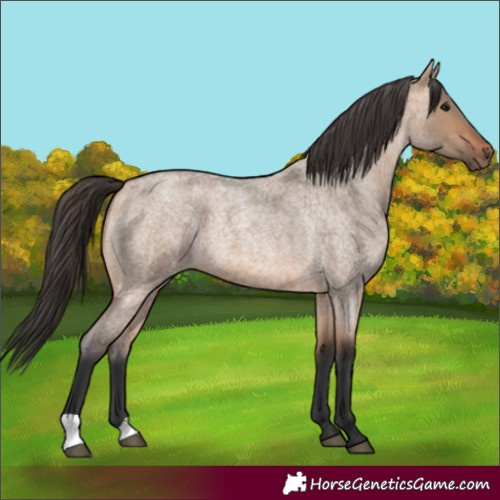 Horse Color:Bay Roan Dun