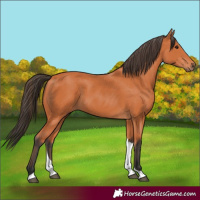 Horse Color:Bay Tobiano