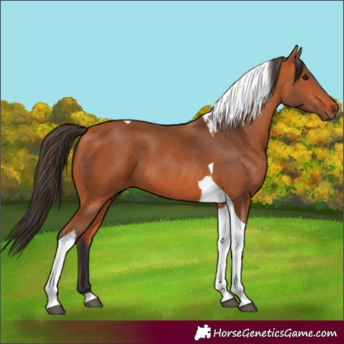 Horse Color:Bay Tobiano