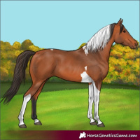 Horse Color:Bay Tobiano