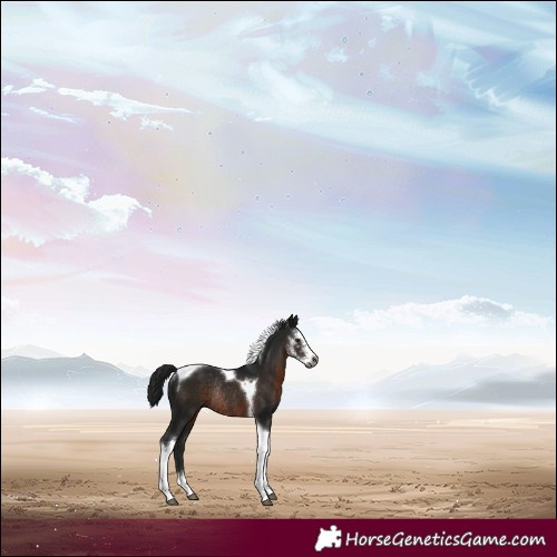Horse Color:Gray Brown Sabino Tobiano Rabicano 