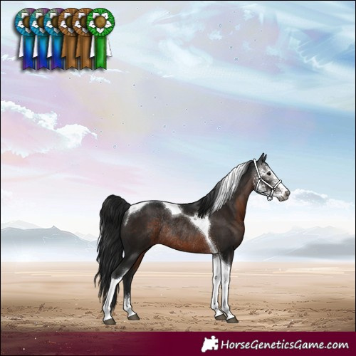 Horse Color:Gray Brown Sabino Tobiano Rabicano