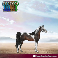 Horse Color:Gray Brown Sabino Tobiano Rabicano 