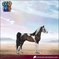 Horse Color:Gray Brown Sabino Tobiano Rabicano