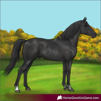 Horse Color:Black and Smoky Black