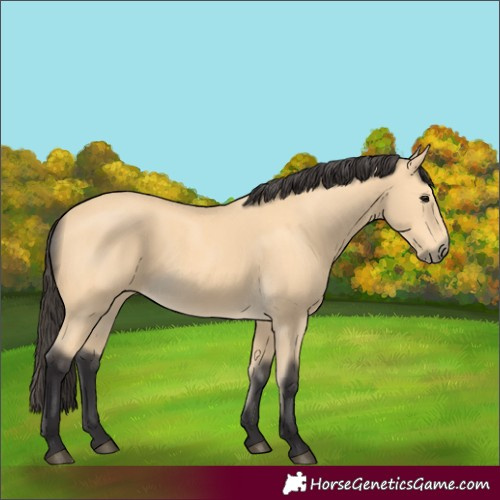 Horse Color:Buckskin