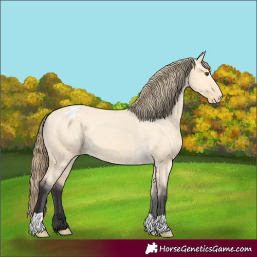 Horse Color:Buckskin Dun Appaloosa 