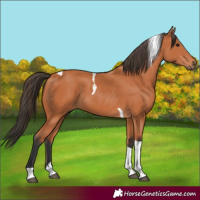 Horse Color:Bay Tobiano 