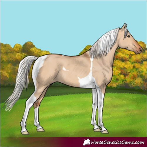 Horse Color:Silver Bay Dun Tobiano 