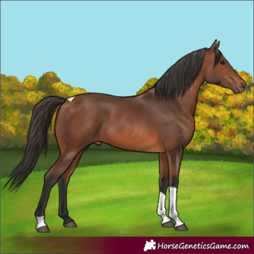 Horse Color:Bay Tobiano