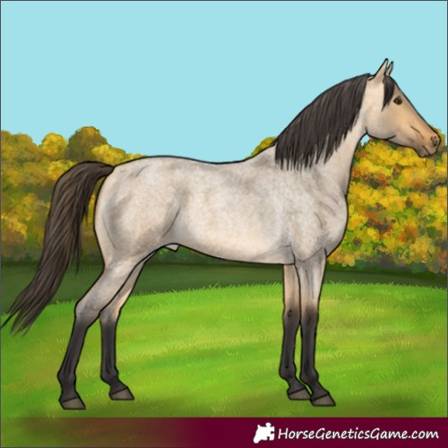 Horse Color:Buckskin Roan Dun