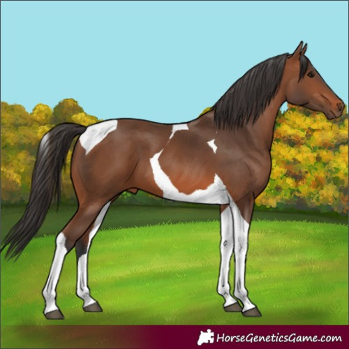 Horse Color:Bay Tobiano