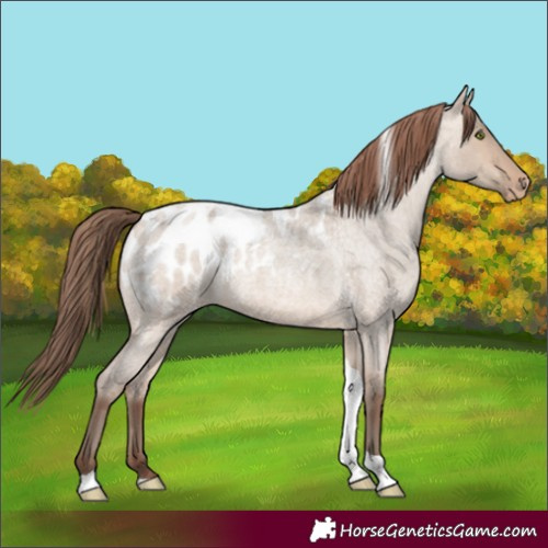 Horse Color:Sable Champagne Roan Dun Tobiano Blanket 
