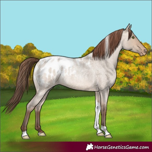 Horse Color:Sable Champagne Roan Dun Tobiano Appaloosa