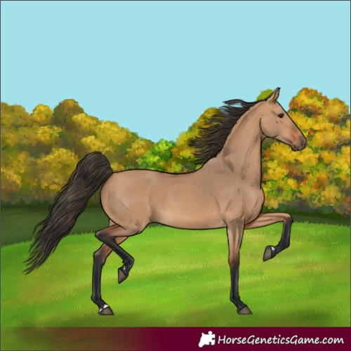Horse Color:Unknown 