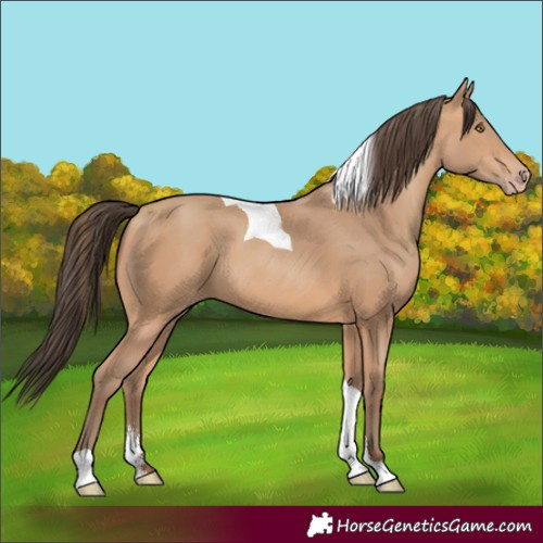 Horse Color:Amber Champagne Sabino Tobiano