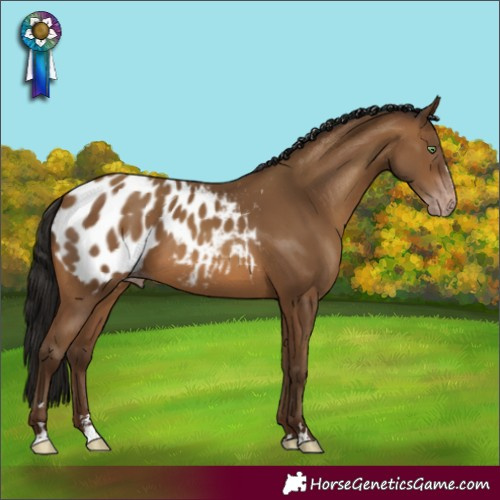 Horse Color:Gray Amber Champagne Appaloosa