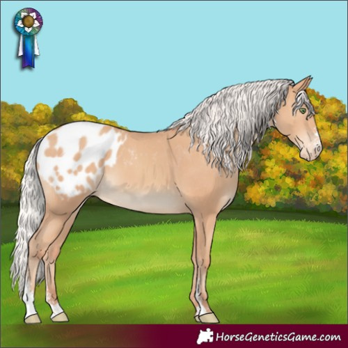Horse Color:Silver Amber Champagne Sabino Appaloosa 