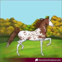 Horse Color:Chestnut Sabino Splash Appaloosa Rabicano
