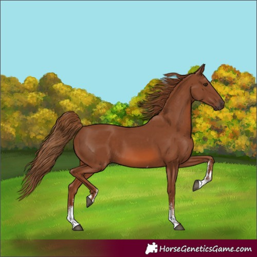 Horse Color:Chestnut Sabino