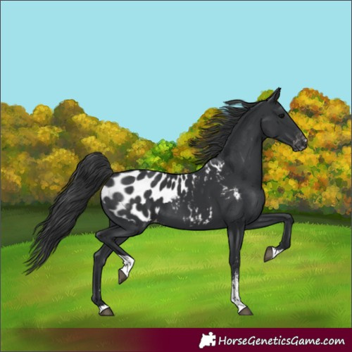 Horse Color:Black Sabino Tobiano Appaloosa