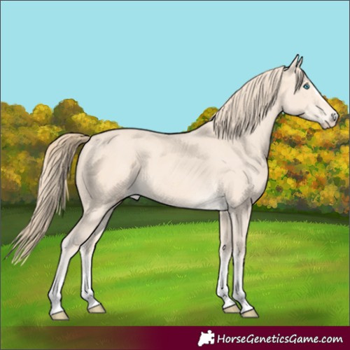 Horse Color:Perlino