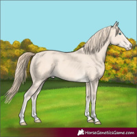 Horse Color:Perlino