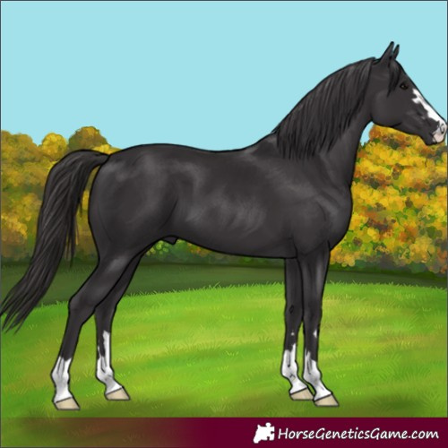 Horse Color:Smoky Black 