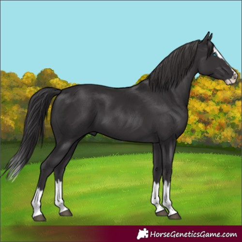 Horse Color:Smoky Black Splash