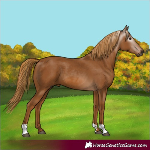 Horse Color:Gray Chestnut