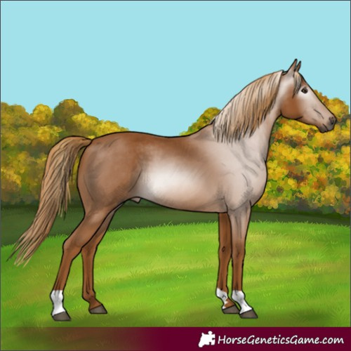 Horse Color:Gray Chestnut 