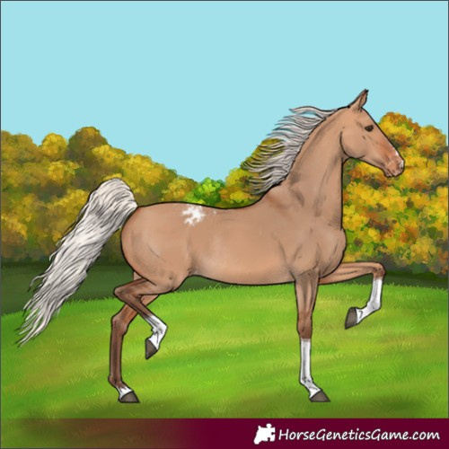 Horse Color:Silver Bay Dun Tobiano Appaloosa Rabicano