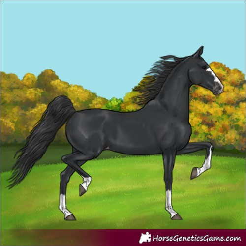 Horse Color:Black Appaloosa 