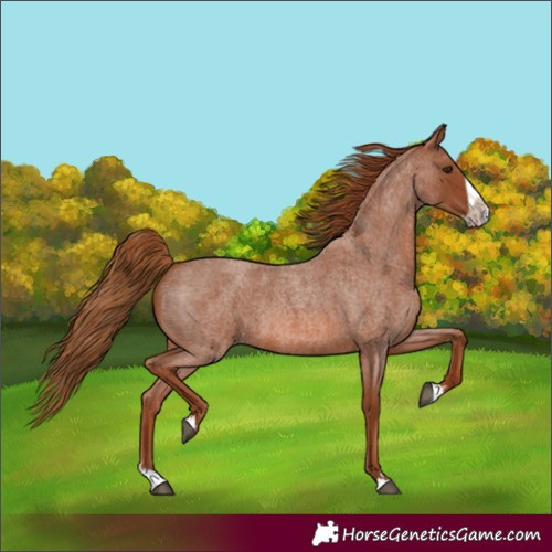 Horse Color:Red Roan Splash Frame