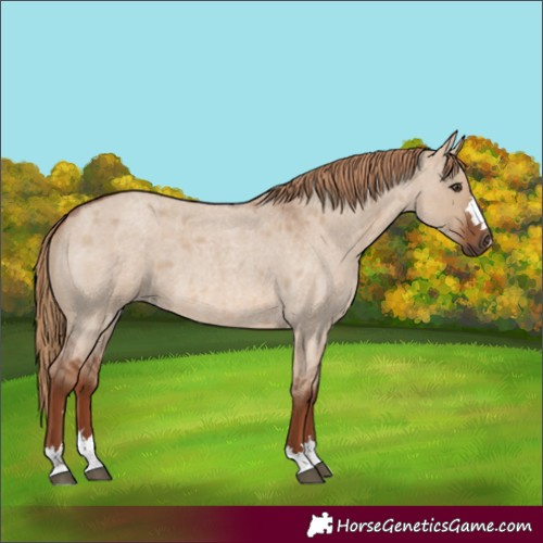 Horse Color:Red Dun Roan 