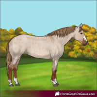 Horse Color:Red Dun Roan