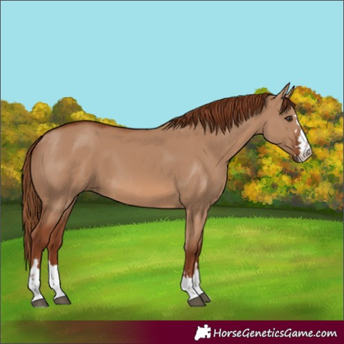 Horse Color:Red Dun