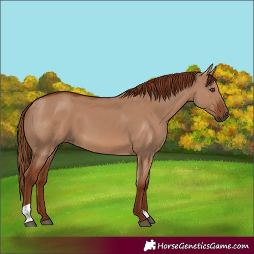 Horse Color:Red Dun
