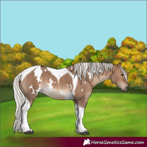 Horse Color:White Spotted Silver Brown Dun Tobiano 