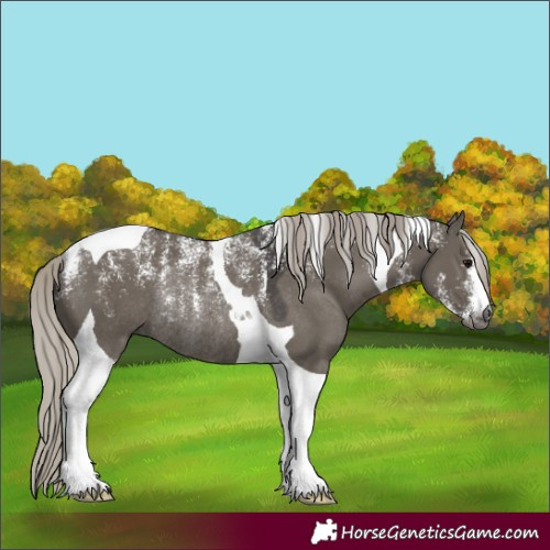 Horse Color:Powder White Gray Silver Grullo Tobiano Rabicano 