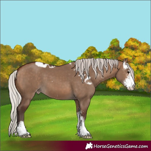 Horse Color:Silver Brown Dun Sabino Skewed Appaloosa