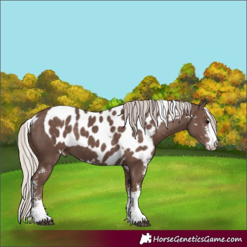 Horse Color:Silver Black Sabino Skewed Appaloosa